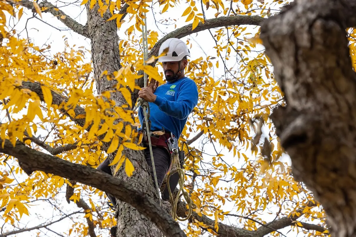 Skilled Tree Trimming crew working in Salem
